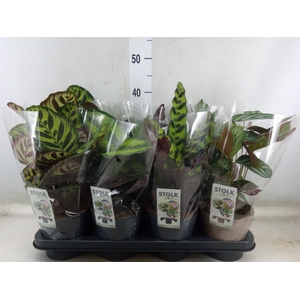 Calathea   ...mix 4