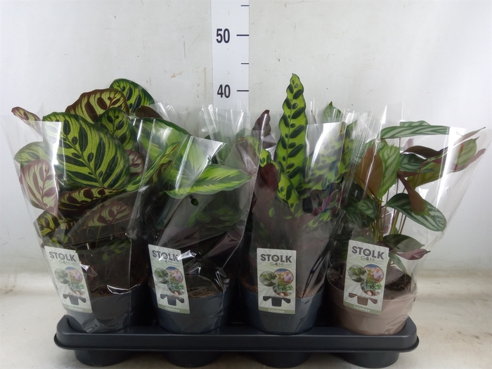 <h4>Calathea   ...mix 4</h4>