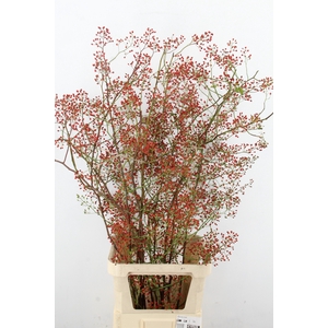 ROSA MAG PEARL 125CM
