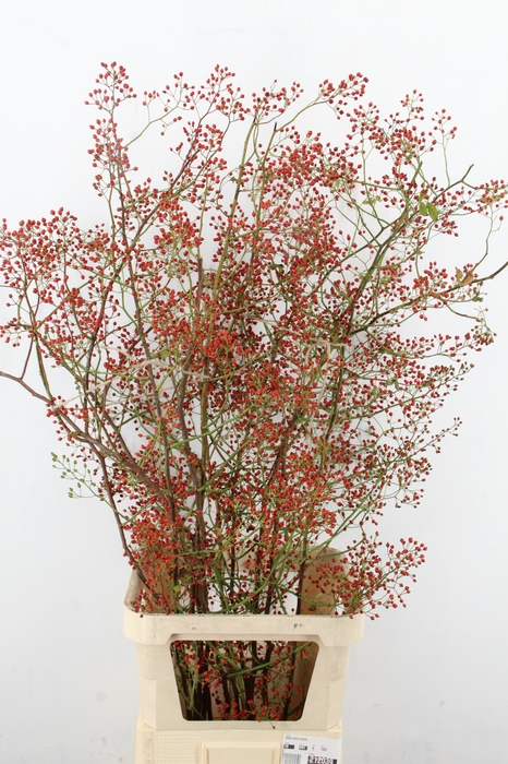 <h4>ROSA MAG PEARL 125CM</h4>