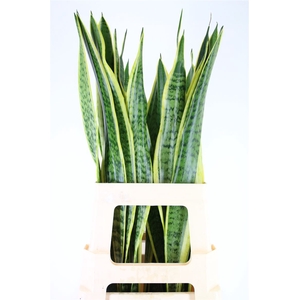 Sanseveria Golden Cobra (mg)