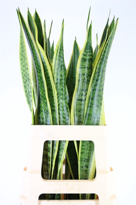 <h4>Sanseveria Golden Cobra (mg)</h4>