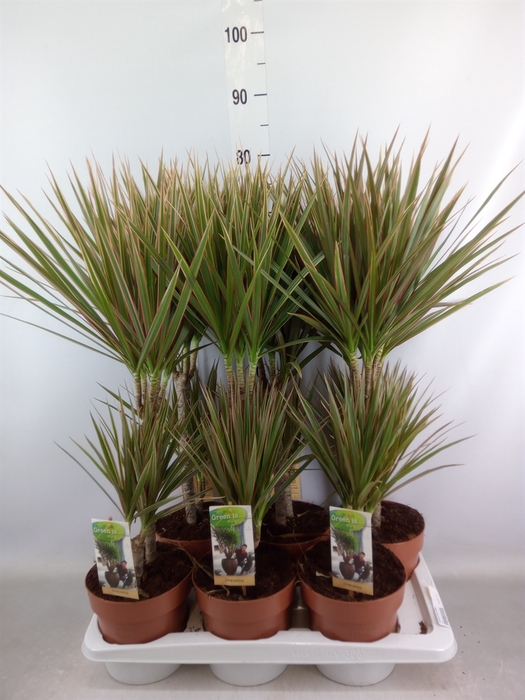 <h4>Dracaena marg. 'Bicolor'</h4>