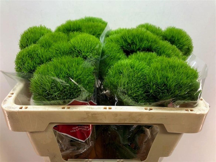 <h4>DI BARB KIWI MELLOW</h4>