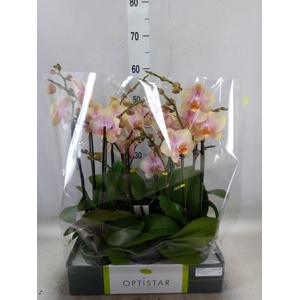 Phalaenopsis   ...orange