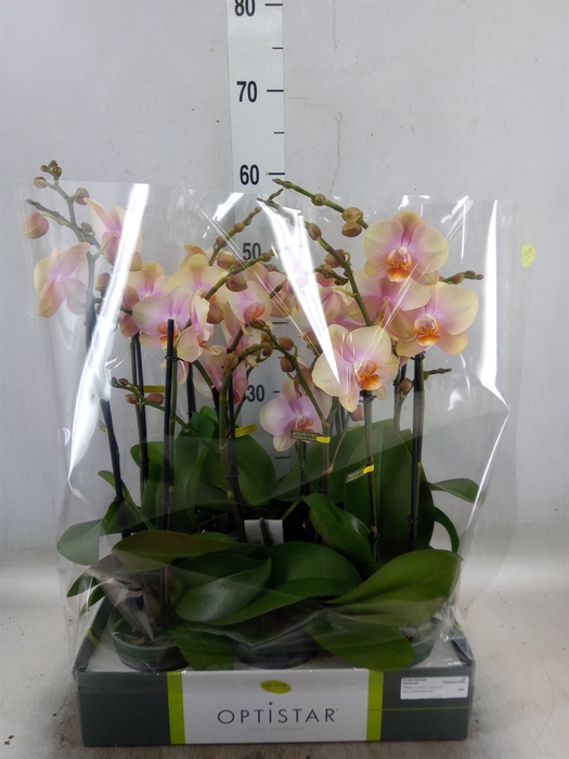 <h4>Phalaenopsis   ...orange</h4>