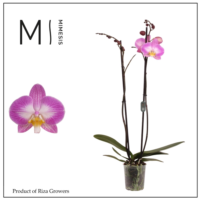 <h4>Phalaenopsis Split 2 spike – 12cm | Mimesis</h4>