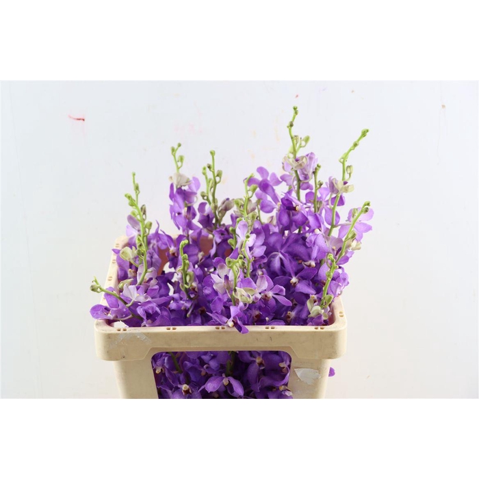 <h4>Mokara Narablue</h4>