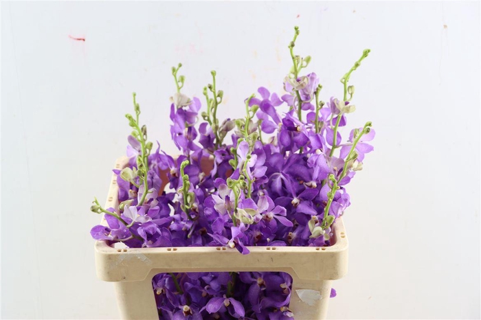 <h4>Mokara Narablue</h4>