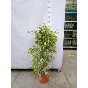Ficus benja. 'Golden King'