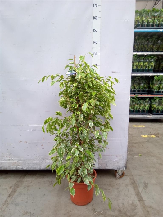 <h4>Ficus benja. 'Golden King'</h4>