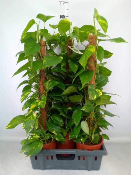 <h4>Epipremnum pinn.   ...moss stick</h4>