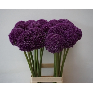 Allium Ambassador