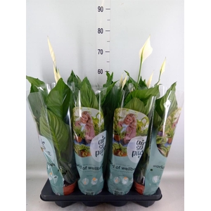 Spathiphyllum  'Sweet Ricardo'