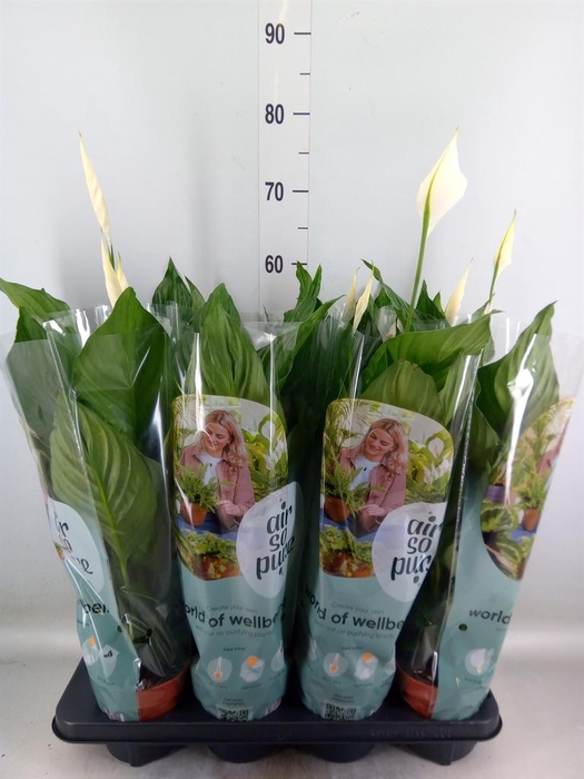 <h4>Spathiphyllum  'Sweet Ricardo'</h4>