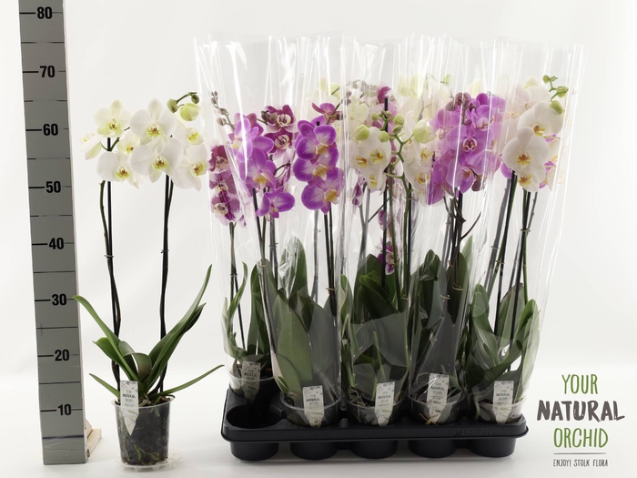 <h4>PHAL GEM</h4>