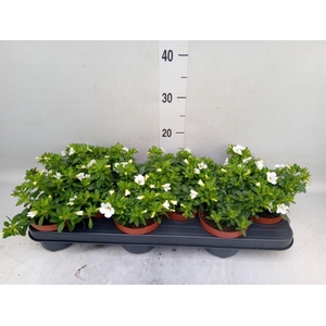 Calibrachoa  'Minifam White'