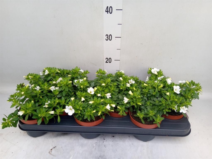 <h4>Calibrachoa  'Minifam White'</h4>