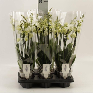 Phalaenopsis   ...white