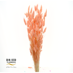 Dried Bleached Lagurus Salmon 50gr