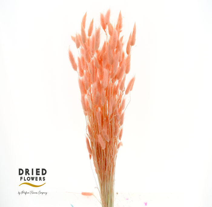 <h4>DRIED BLEACHED LAGURUS SALMON 100GR PB</h4>