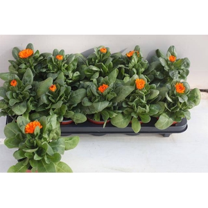 CALENDUL OFFICINALIS