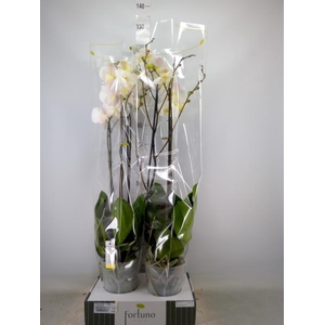 Phalaenopsis   ...white