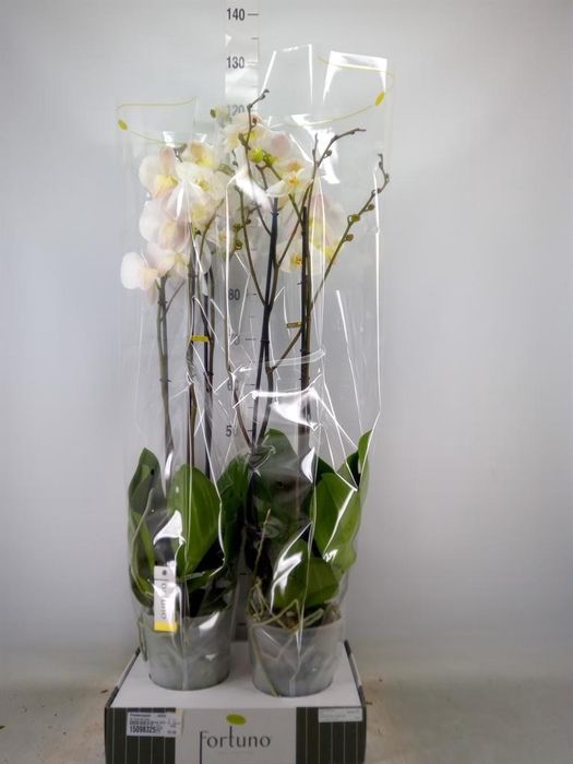 <h4>Phalaenopsis   ...white</h4>