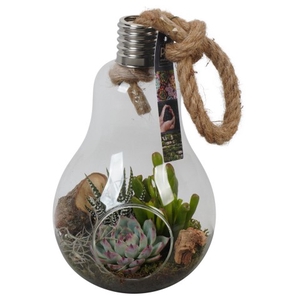 PTGIG2118 Arrangementen kamerplanten groen