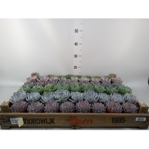 Echeveria   ...