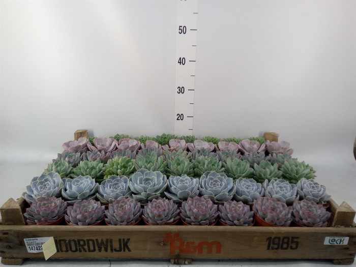 <h4>Echeveria   ...</h4>