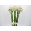 Allium Mount Everest