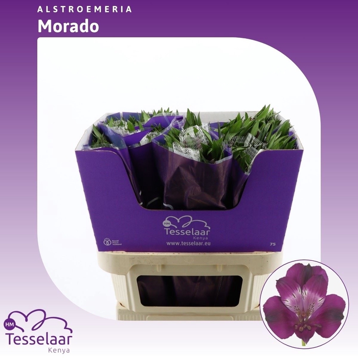 Alstroemeria Morado | Heavy Quality