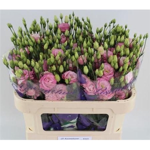 Eus G Rosi Rose Pink