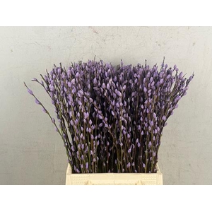 Salix Snowflake  50cm Milka