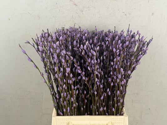 <h4>Salix Snowflake  50cm Milka</h4>