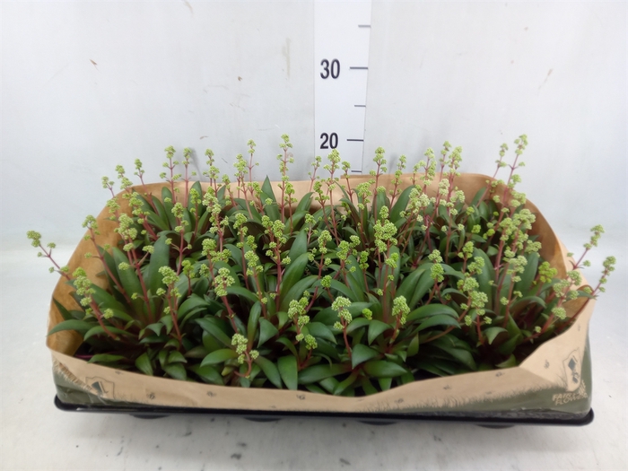 <h4>Crassula rosularis</h4>