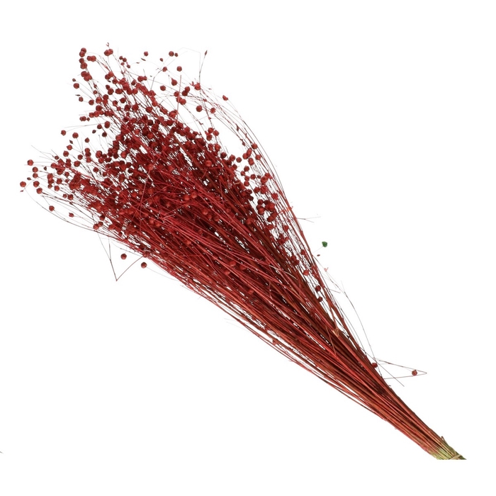 <h4>Droogbloem Lino/vlas 60cm</h4>