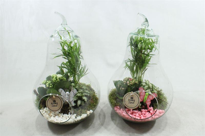 <h4>0390 XXL  PEER</h4>