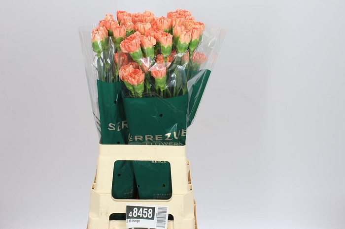 <h4>Di St Orange</h4>