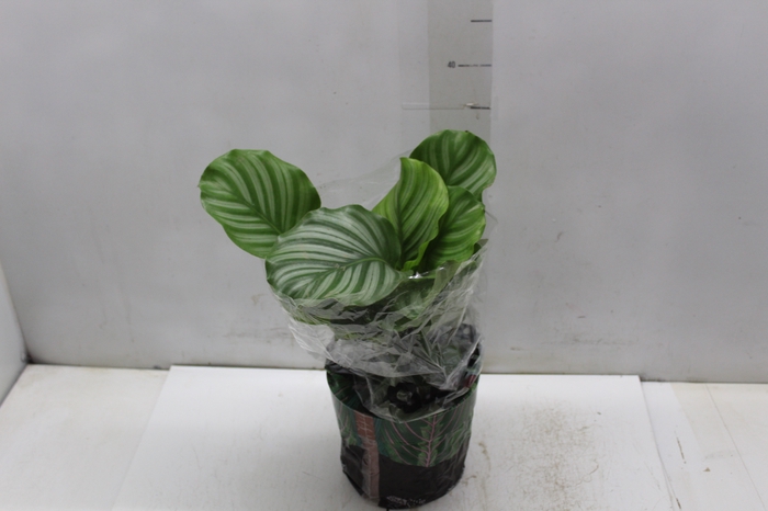 <h4>CALATHEA ORBIFOLIA P17</h4>