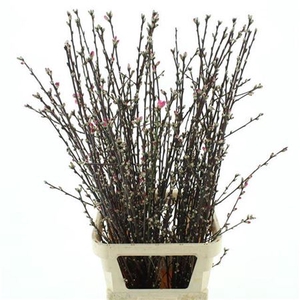 Prunus Japam Cherryblossem