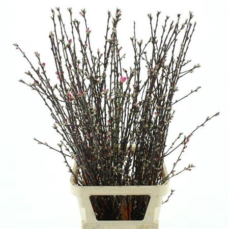 <h4>Prunus Japam Cherryblossem</h4>