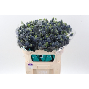 Eryn Supernova Qstar