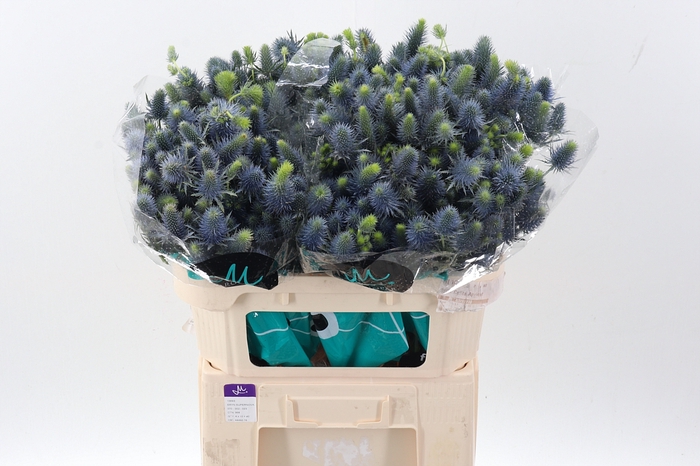 <h4>Eryn Supernova Qstar</h4>