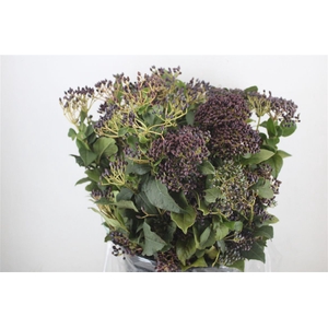 Vib Berry Blue P Bunch