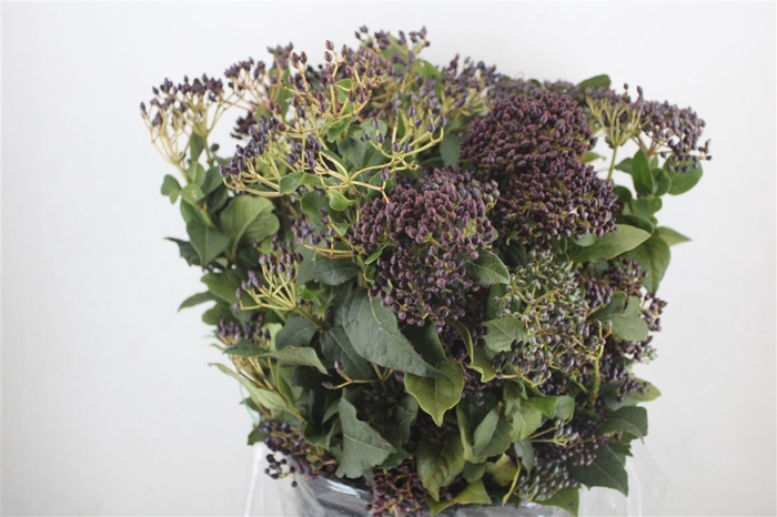 <h4>Vib Berry Blue P Bunch</h4>