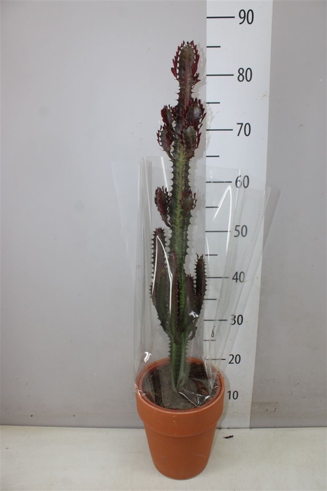 <h4>Euphorbia Trigona Rubra Stenen Pot</h4>