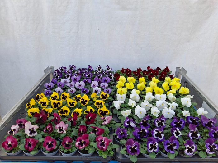 <h4>VIO WI DELTA GEM</h4>