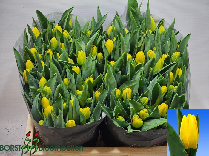 <h4>TU EN FUN FOR TWO</h4>